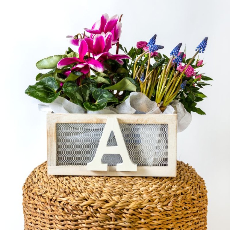 Ardones plant box