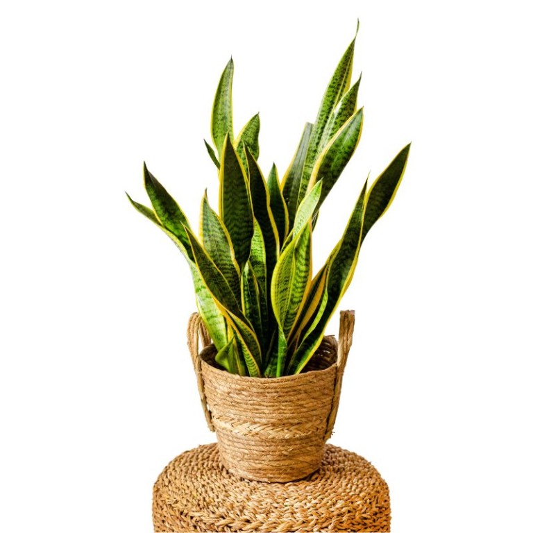 Sansevieria