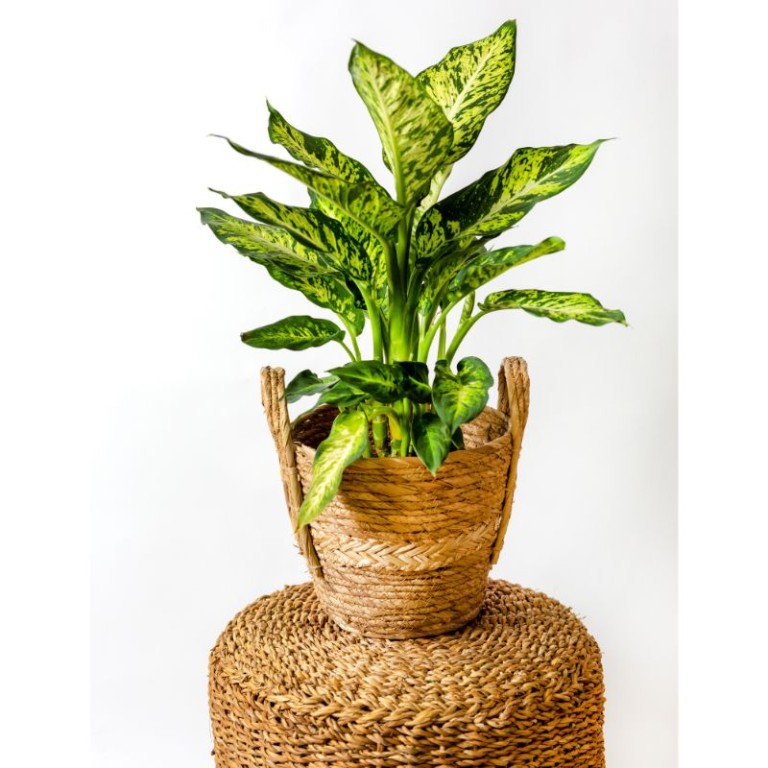 Dieffenbachia